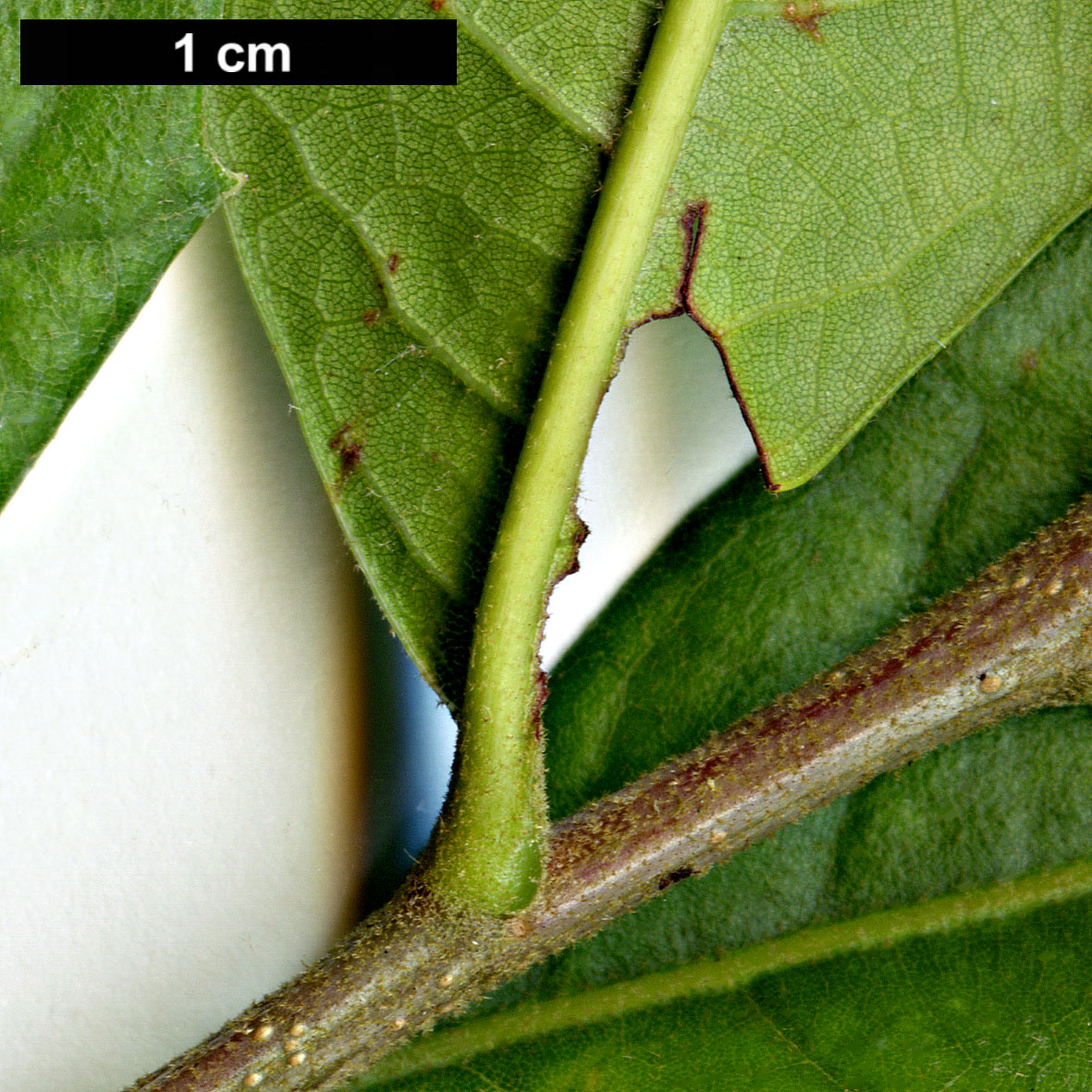 High resolution image: Family: Fagaceae - Genus: Quercus - Taxon: oleoides - SpeciesSub: subsp. sagraeana